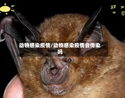 动物感染疫情/动物感染疫情会传染吗-第2张图片