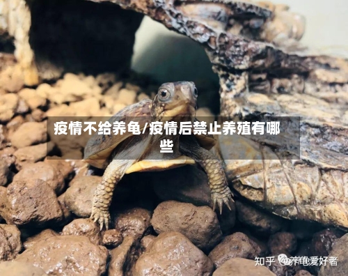 疫情不给养龟/疫情后禁止养殖有哪些