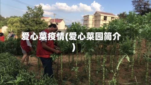 爱心菜疫情(爱心菜园简介)-第2张图片